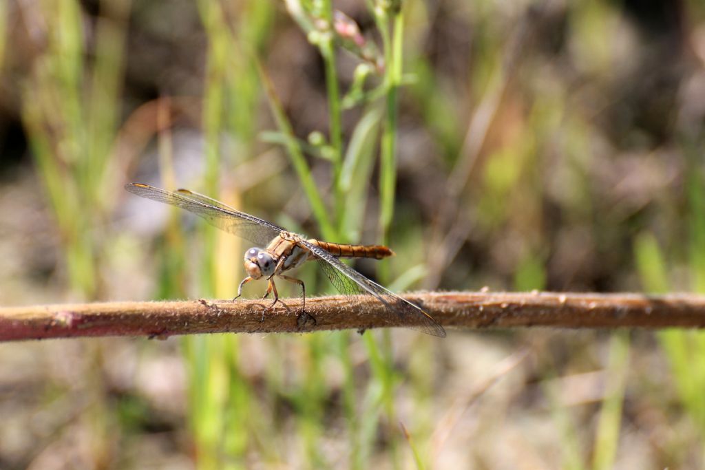 Orthetrum brunneum maschio e femmina credo!!